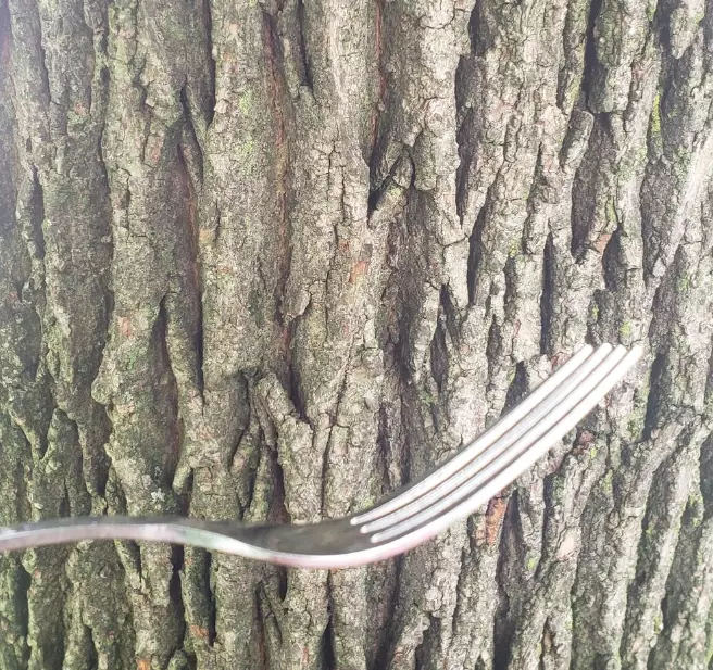 using a fork to cut a tree